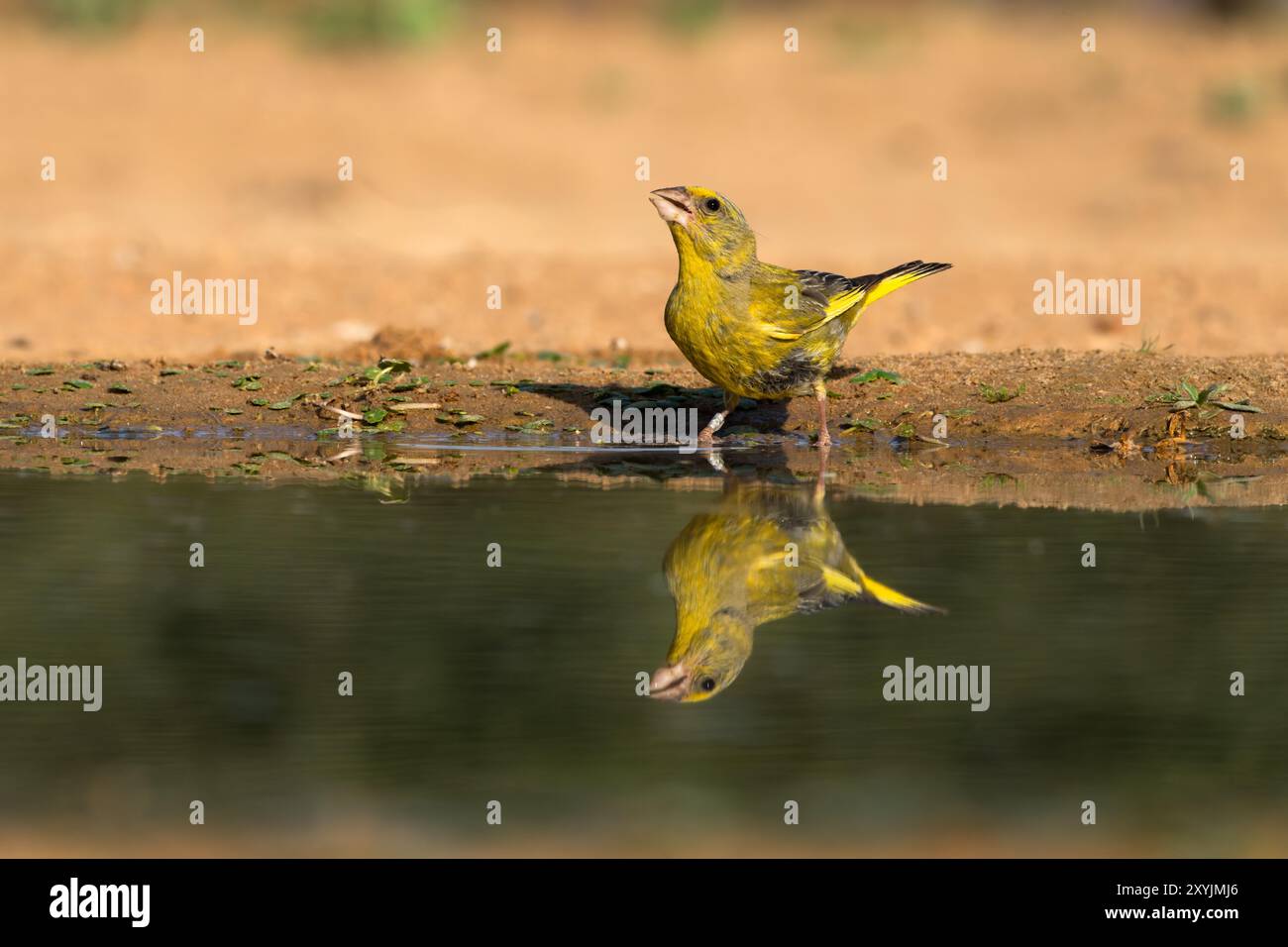 Le verdfinch européen ou simplement le verdfinch (chloris chloris) Banque D'Images