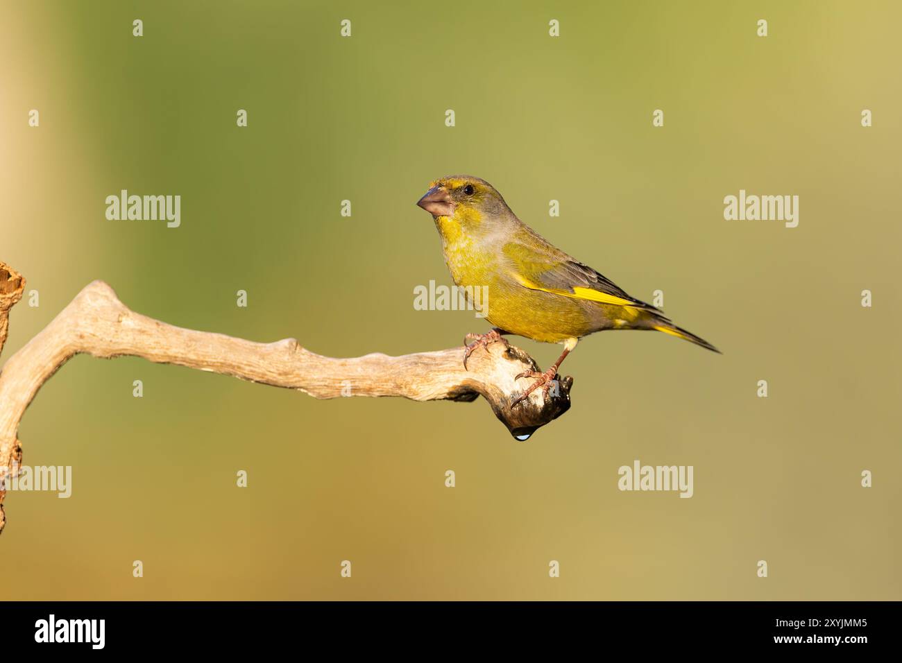 Le verdfinch européen ou simplement le verdfinch (chloris chloris) Banque D'Images