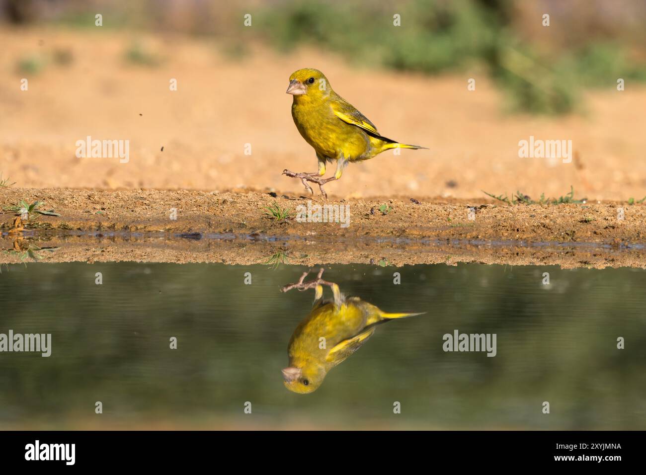 Le verdfinch européen ou simplement le verdfinch (chloris chloris) Banque D'Images
