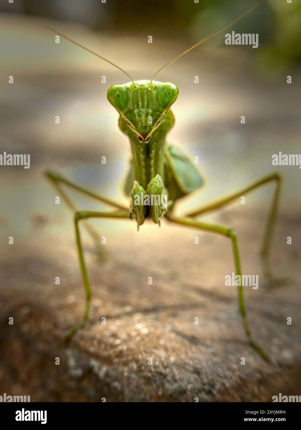 Prier Mantis en Afrique gros plan Banque D'Images