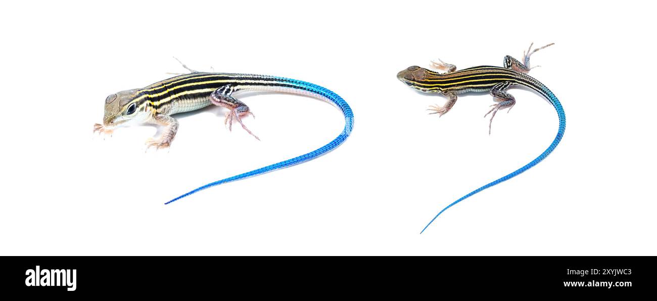 Lézard à six lignes - Aspidoscelis sexlineatus - jeune juvénile avec queue bleu vif. vue latérale avant isolée sur fond blanc. Floride Banque D'Images