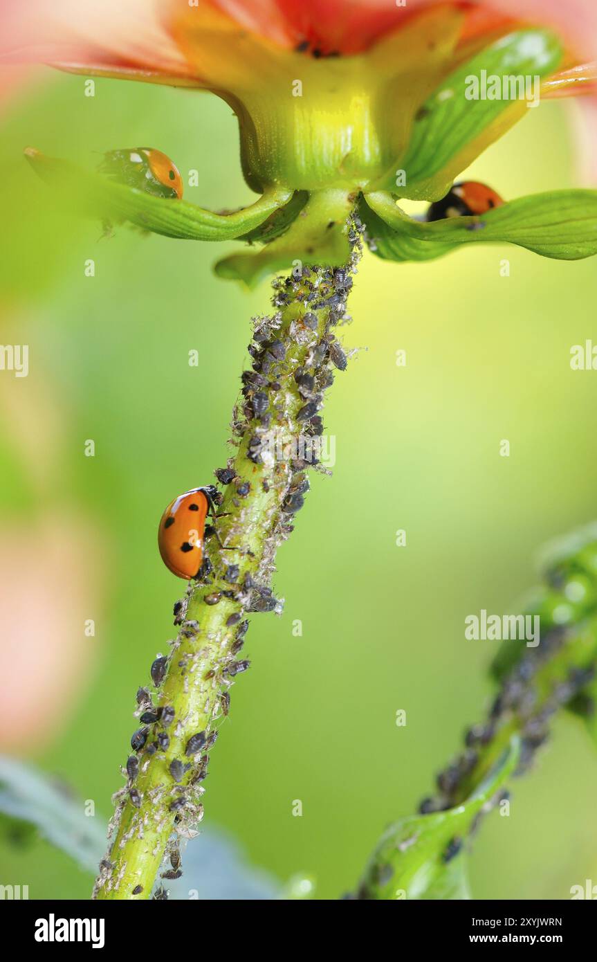 Marienkaefer (Coccinellidae) mit Blattlaeusen (Aphidoidea), coccinelle (Coccinellidae) avec lévrier vert (Aphidoidea) Banque D'Images