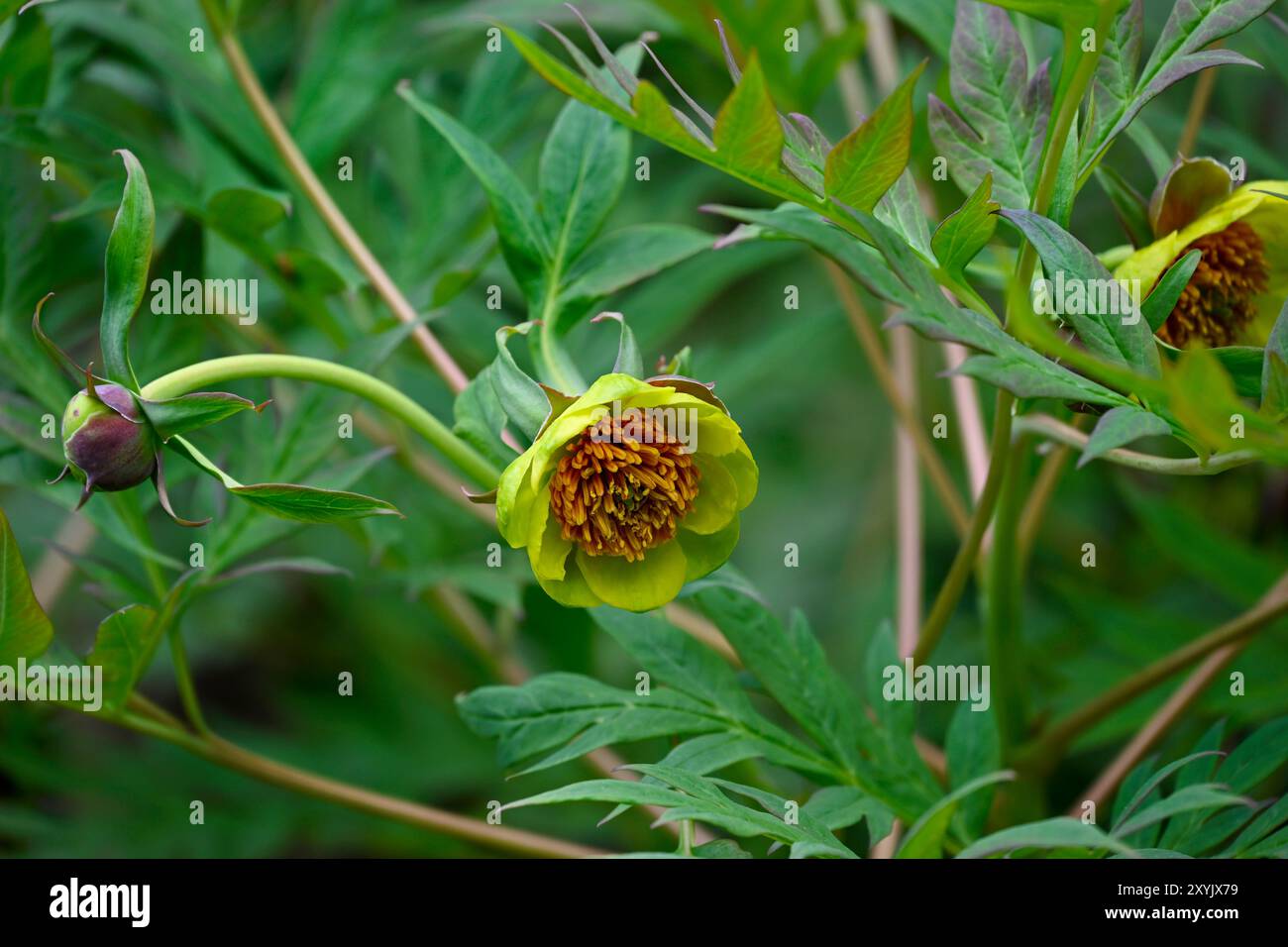 Pivoine de Delavay - Paeonia delavayi Banque D'Images