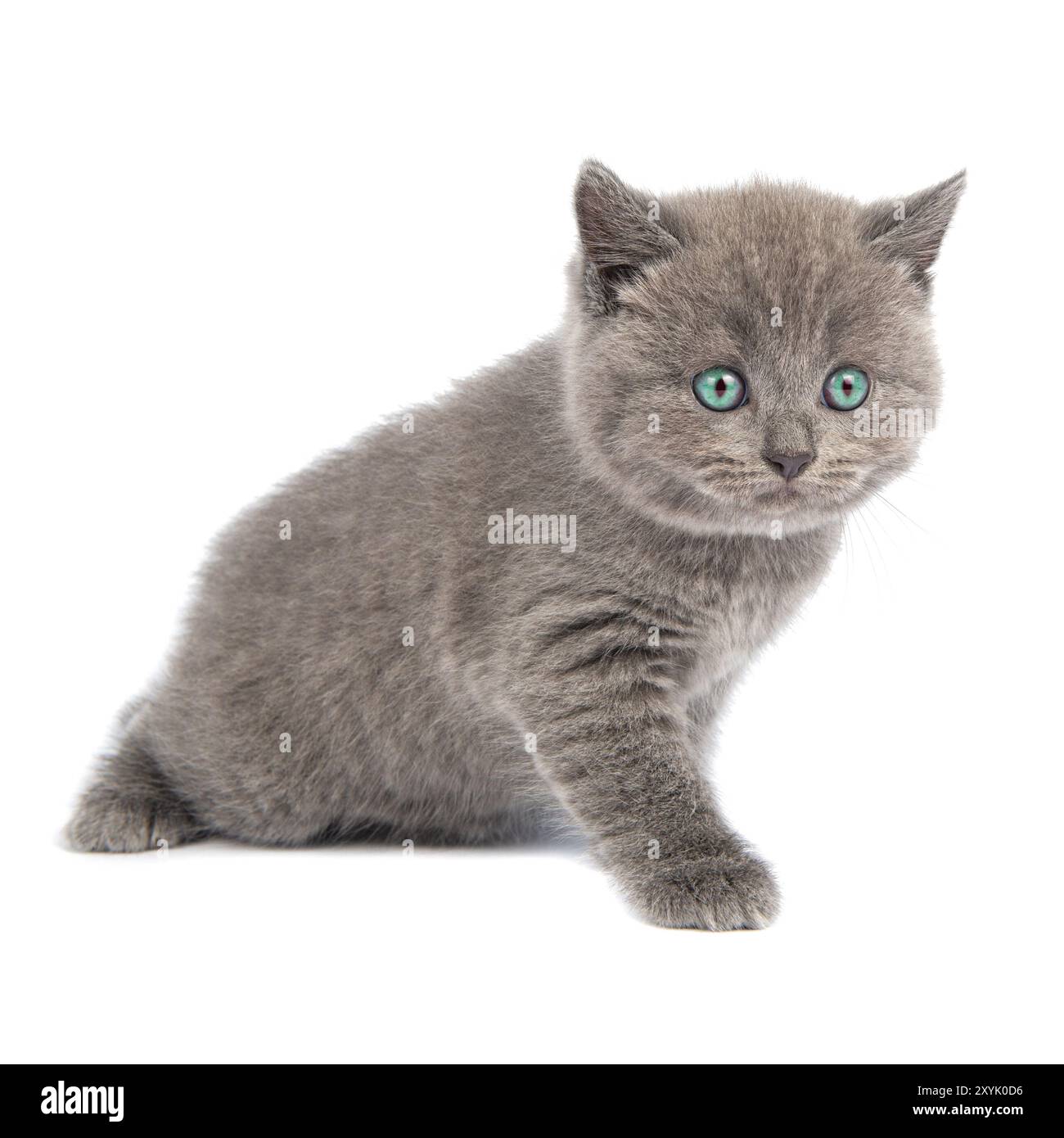 Gris Scottish Fold Cat est assis sur fond blanc. Un chaton ludique. Banque D'Images