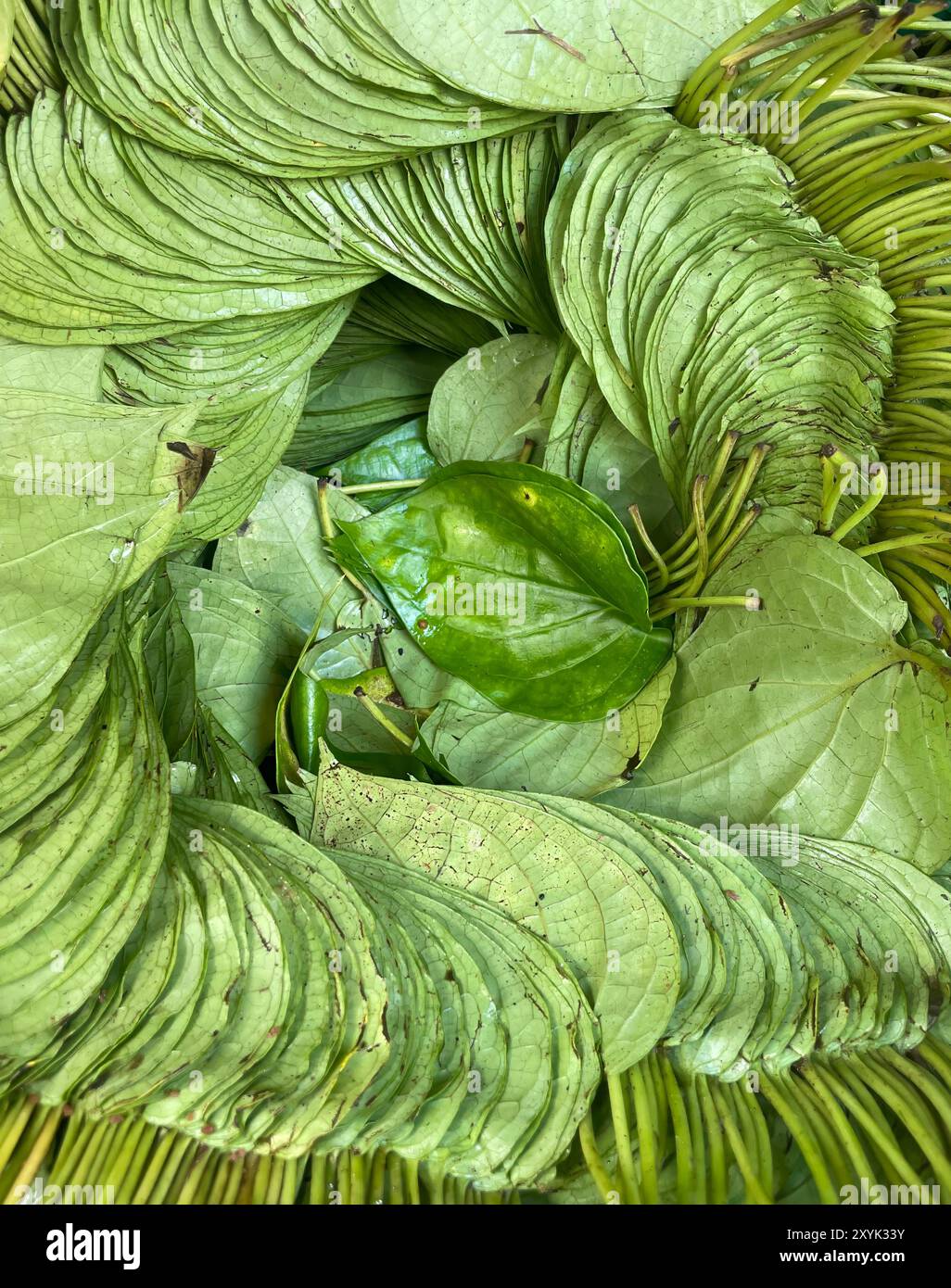 La feuille de bétel d'affichage de commerçant est connue sous le nom de Paan à sa boutique.cette photo a été prise du Bangladesh. Banque D'Images