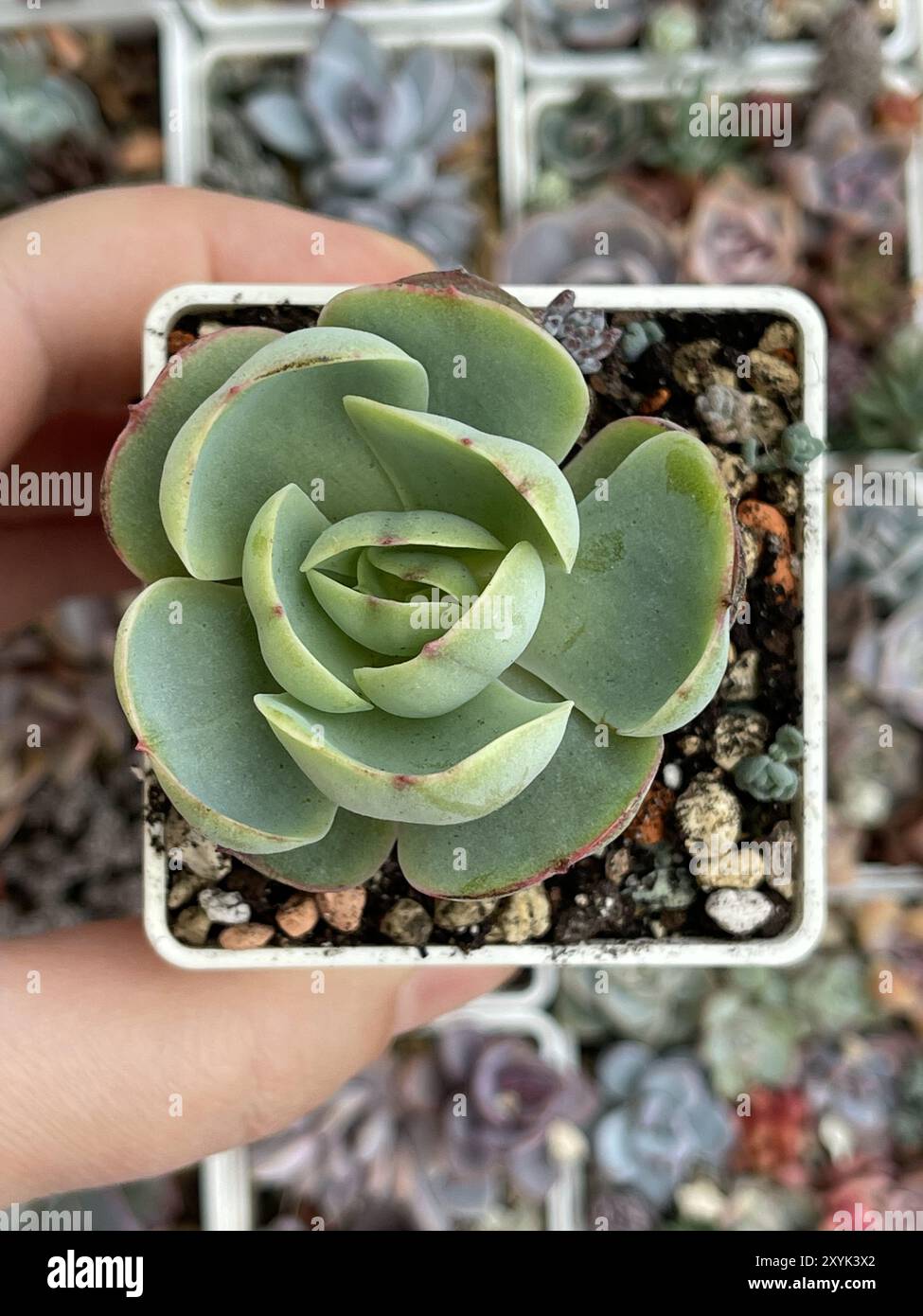 Vue de dessus de Big Echeveria Peach Pride. Belle fleur de plante succulente naturelle Banque D'Images