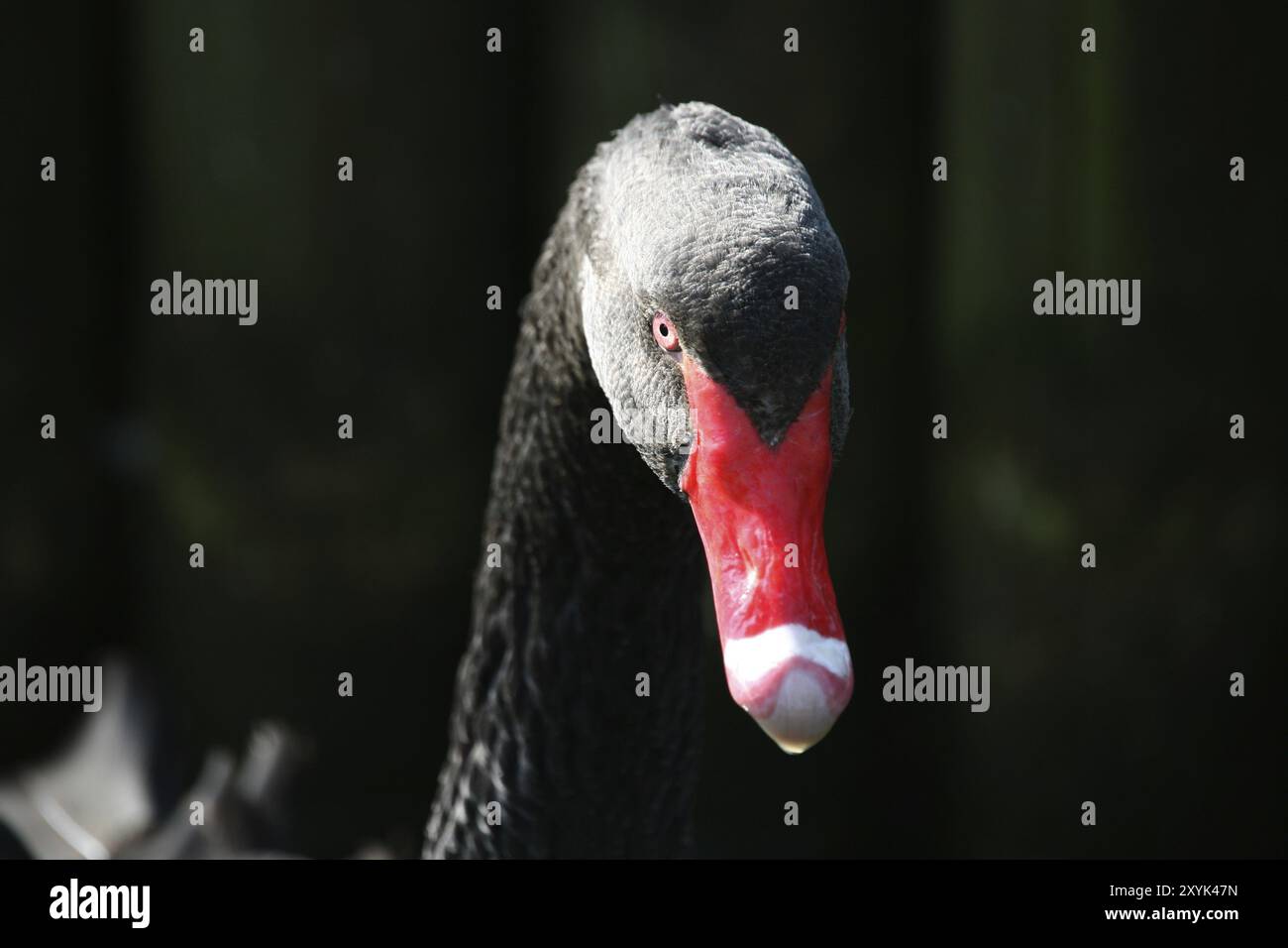 Le cygne noir est le seul cygne qui est presque complètement noir, et il a aussi le cou le plus long de tous les cygnes Banque D'Images