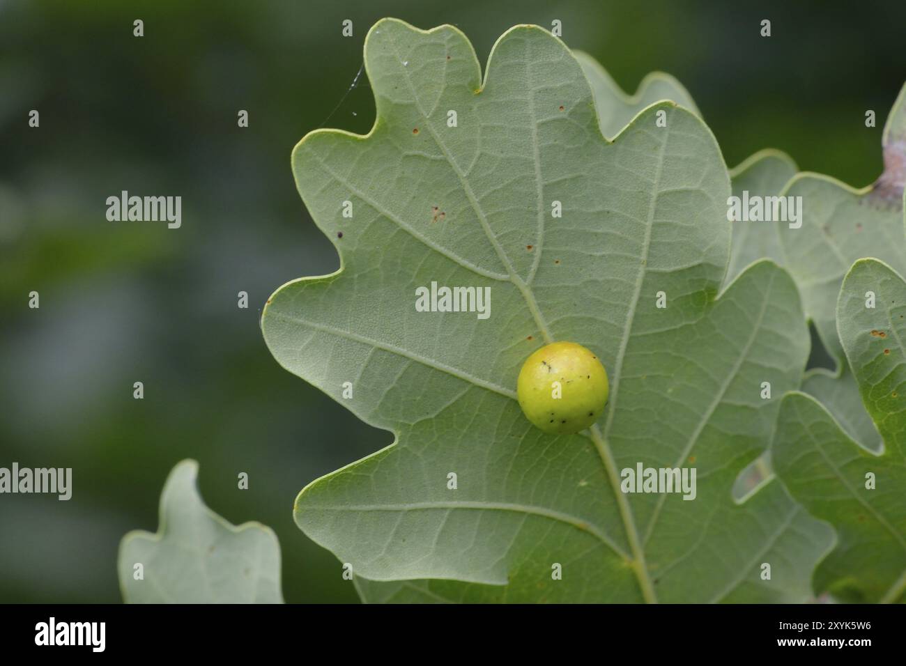 Gall sur une feuille sur un chêne. Plantez du gall sous une feuille de chêne Banque D'Images