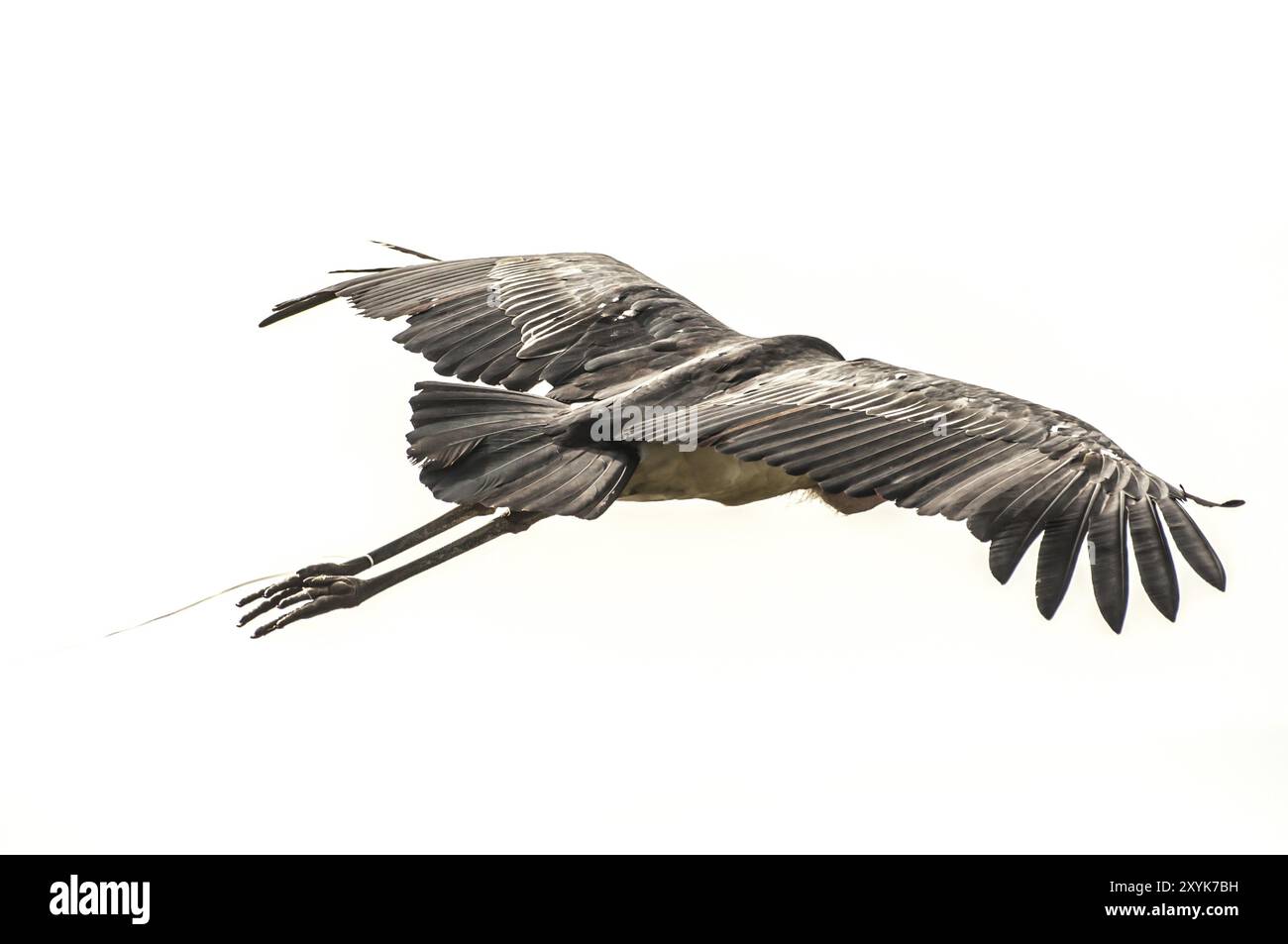 Une cigogne Marabou en vol avec des ailes tendues et un morceau de corde suspendu à sa jambe Banque D'Images