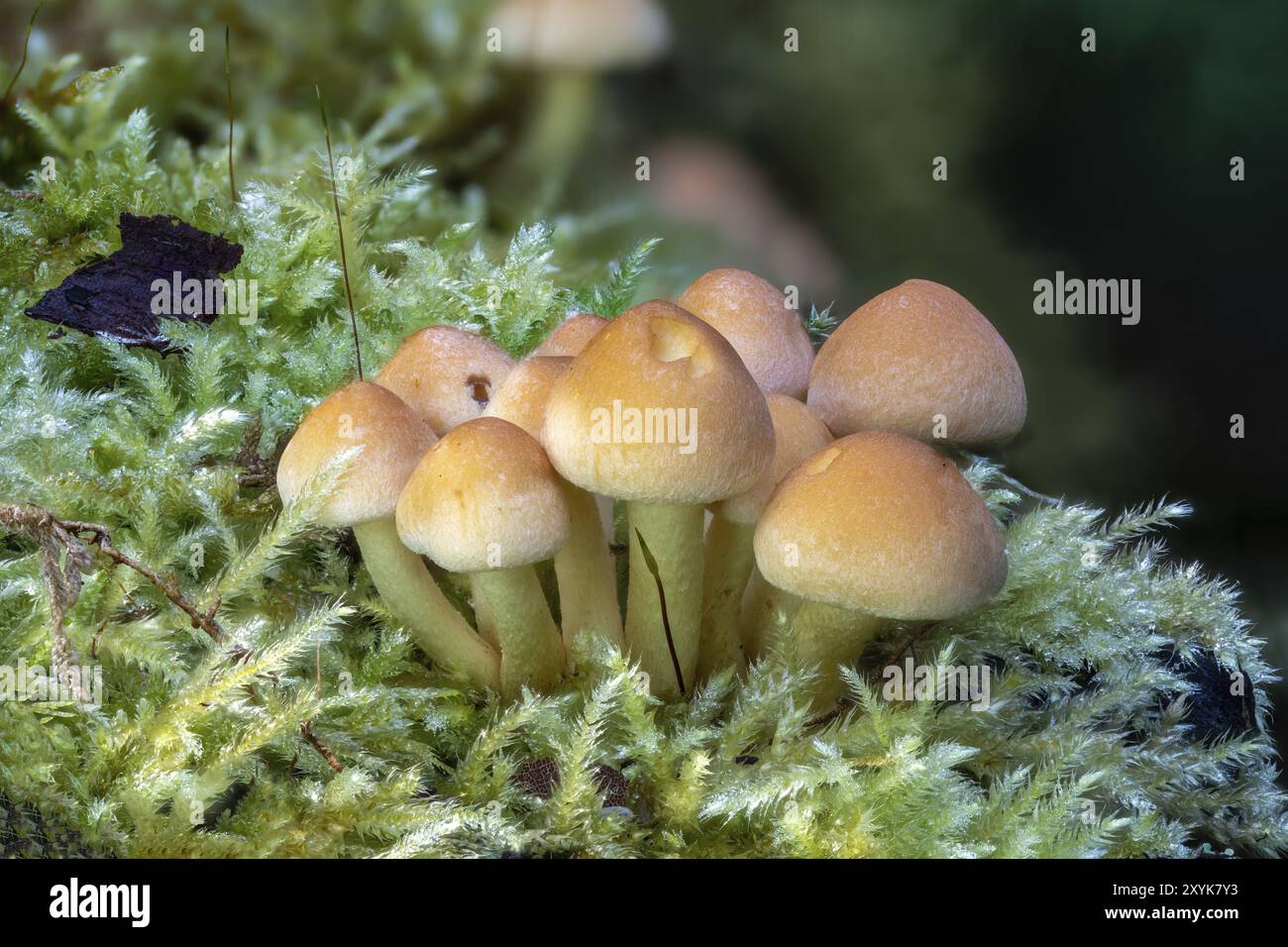 Gros plan d'un champignon de touffe de soufre sur un tronc d'arbre en mousse Banque D'Images