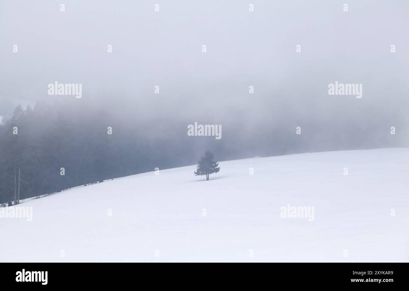 Épinette unique sur une colline de neige dans un brouillard dense Banque D'Images