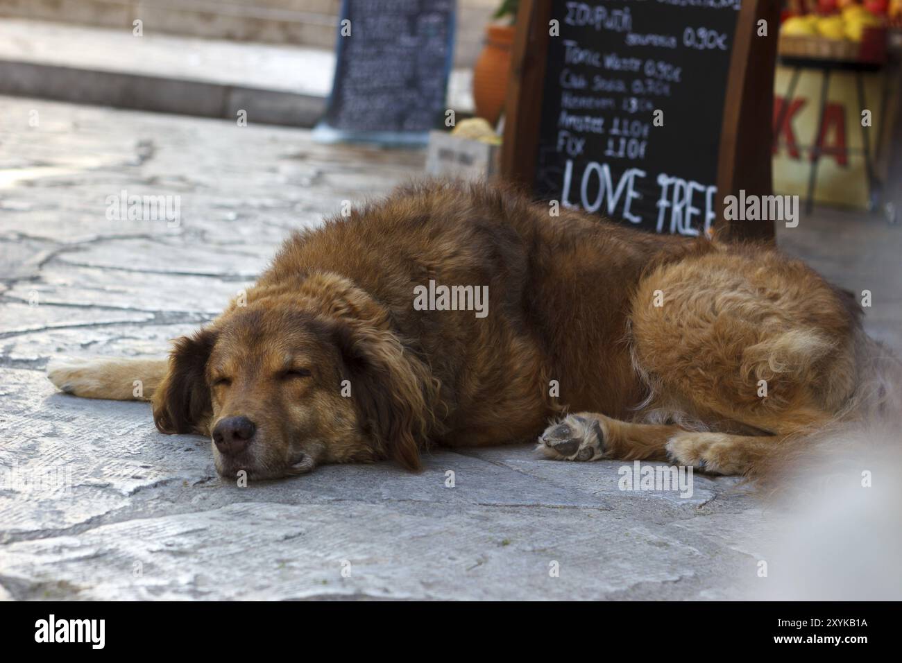 Sleeping Dog reposant sur la rue à côté du coffee shop Banque D'Images