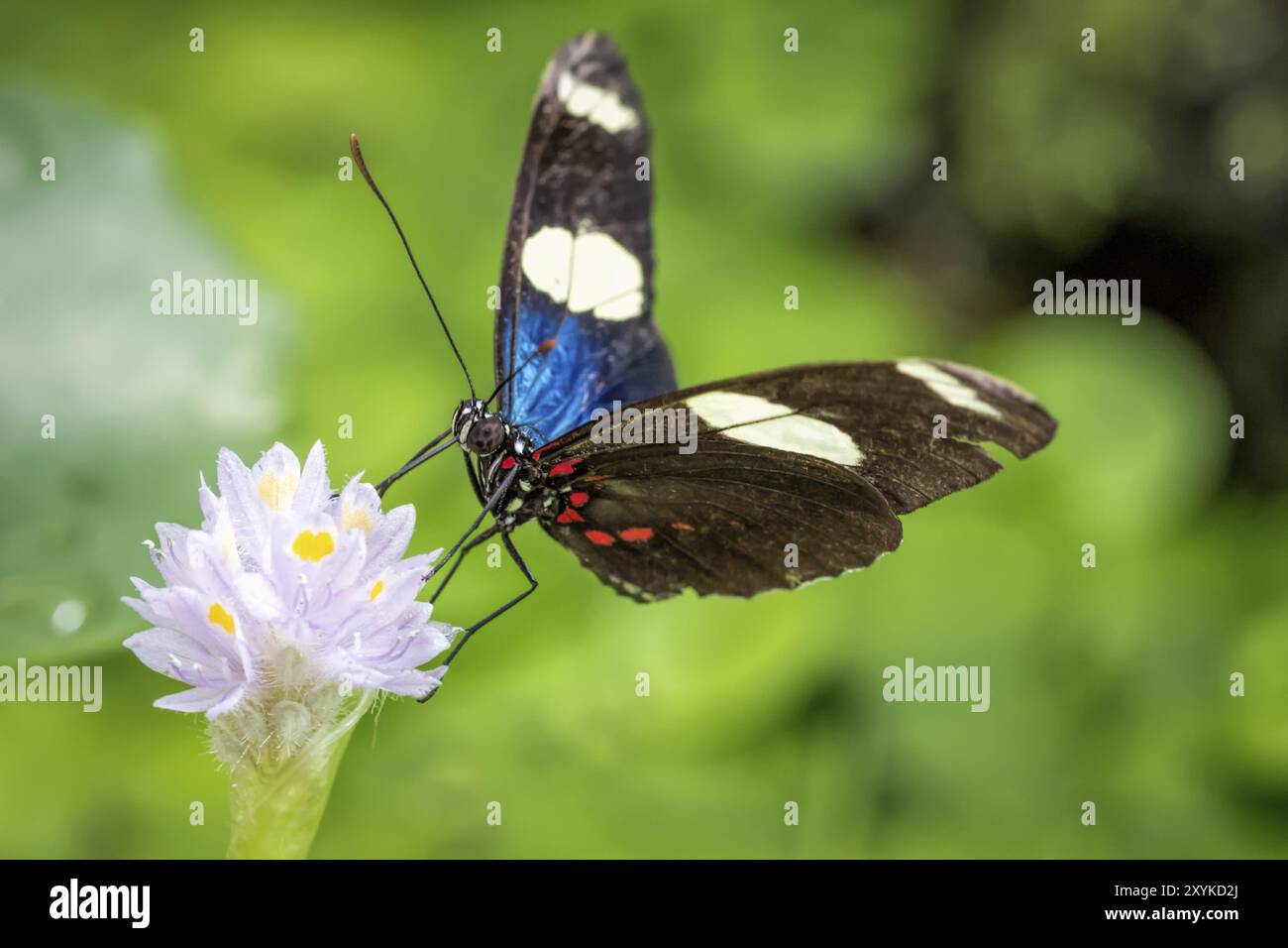 Papillon tropical (Heliconius sara) Banque D'Images