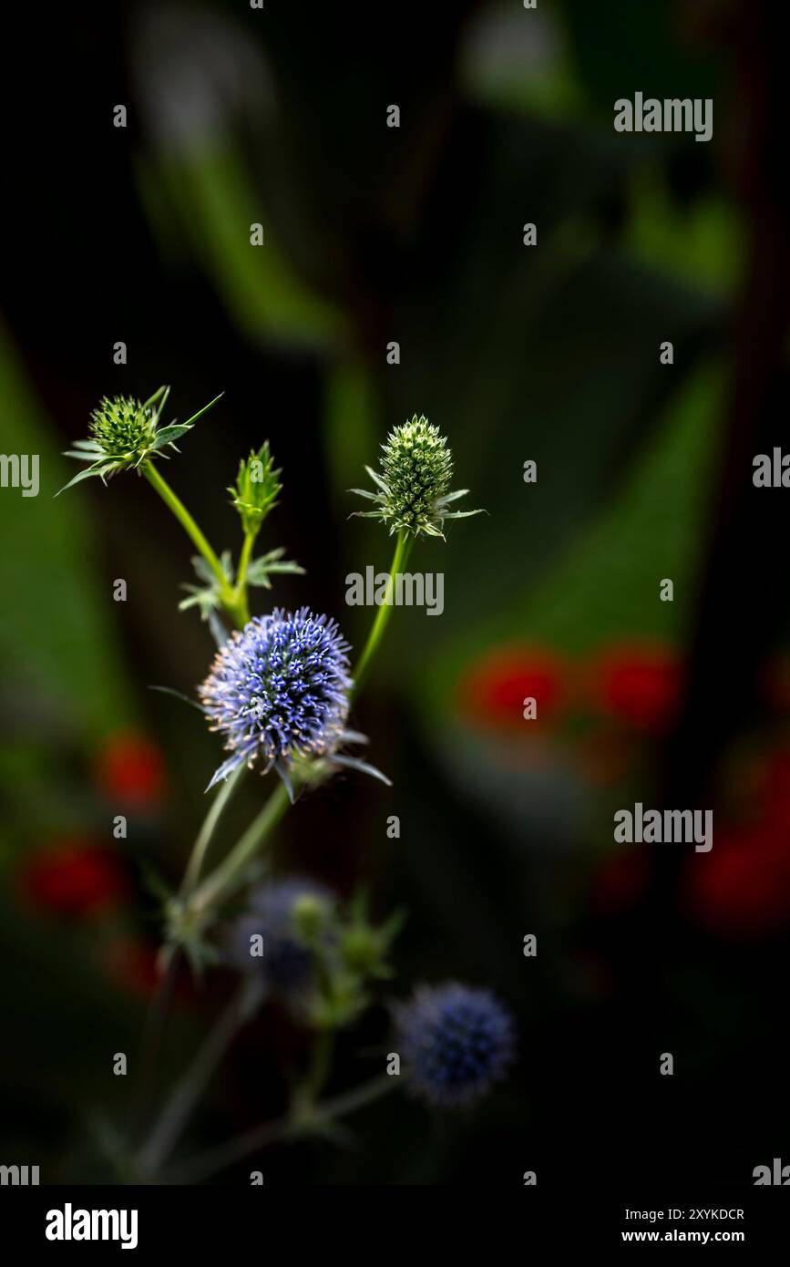 Plante de houx de mer Eryngium poussant dans un jardin à Newquay en Cornouailles au Royaume-Uni. Banque D'Images