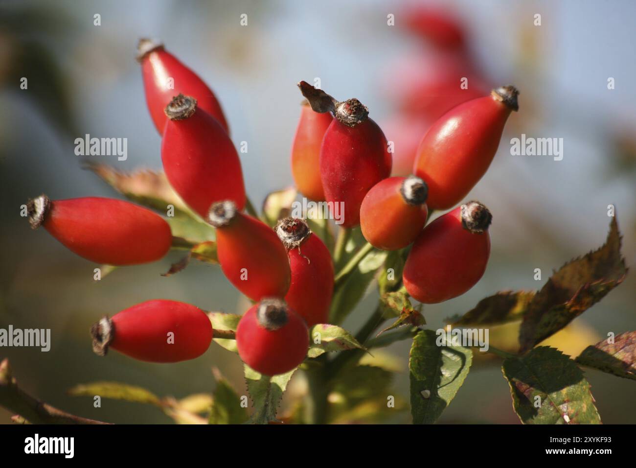 Fruit du chien rose Banque D'Images
