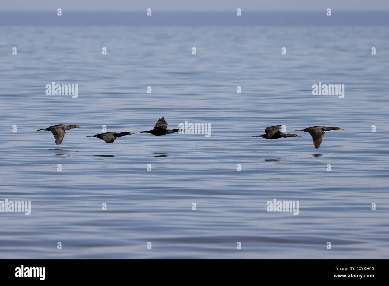 Chaque printemps, de grands troupeaux de cormorans volent vers les rivières de l'embouchure du lac Michigan pour attraper des frai Banque D'Images