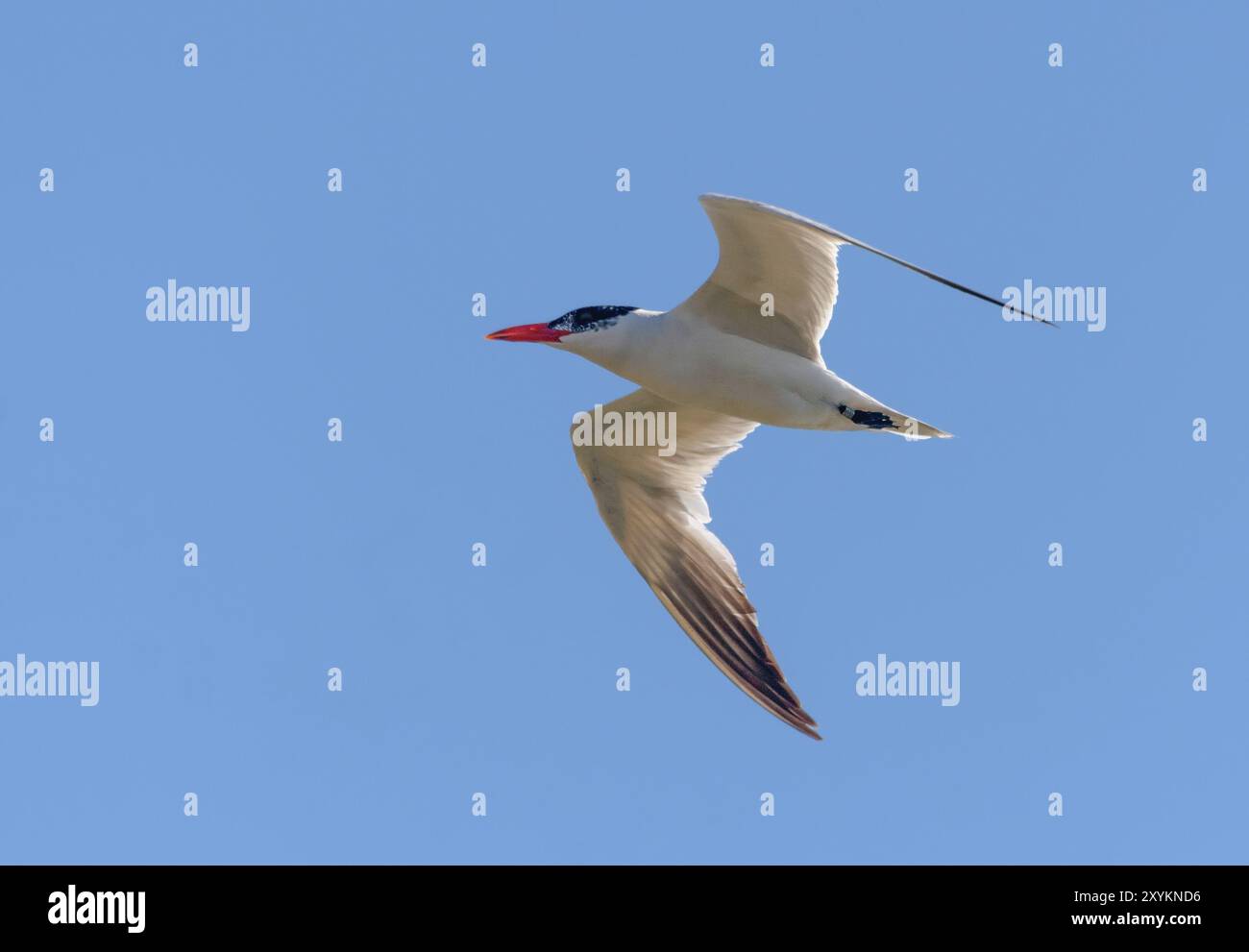 La sterne caspienne (Hydroprogne caspia) plane au-dessus du lit de la rivière à la recherche de nourriture avec de longues ailes écartées pendant la migration Banque D'Images