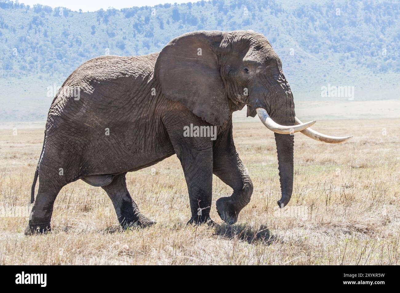 Un énorme éléphant taureau marche sur les prairies sèches à l'intérieur du cratère Ngorongoro en pleine vue, montrant ses défenses enourmeuses Banque D'Images