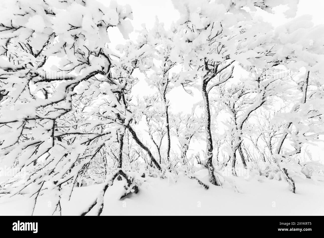 Bouleaux de montagne couverts de givre, réserve naturelle de Dundret, Gaellivare, Laponie, Suède, octobre 2013, Europe Banque D'Images