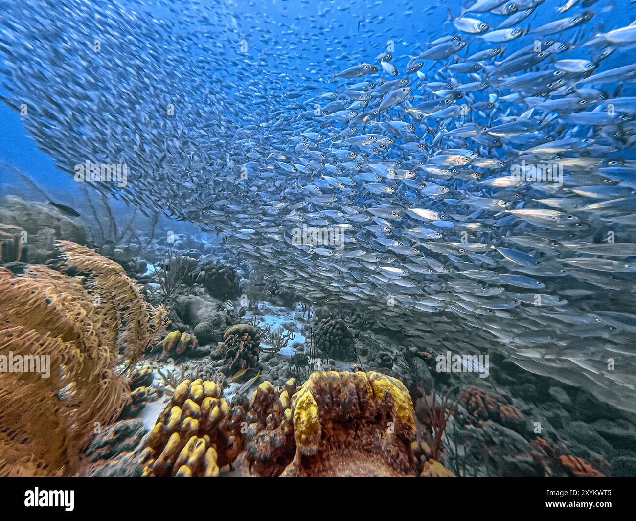 Bait ball, ou baitball de Jacks au large des côtes de l'île de Bonaire Banque D'Images