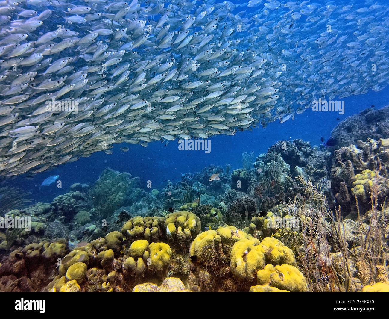 Bait ball, ou baitball de Jacks au large des côtes de l'île de Bonaire Banque D'Images