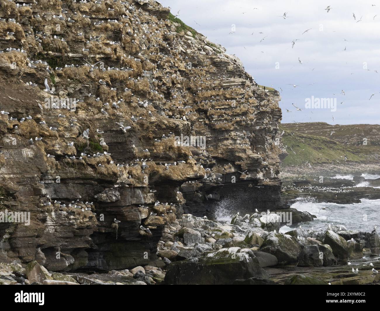 Kittiwake à pattes noires (Rissa tridactyla), colonie de reproduction, sur les falaises côtières de l'océan Arctique, mai, fjord de Varanger, Norvège, Europe Banque D'Images