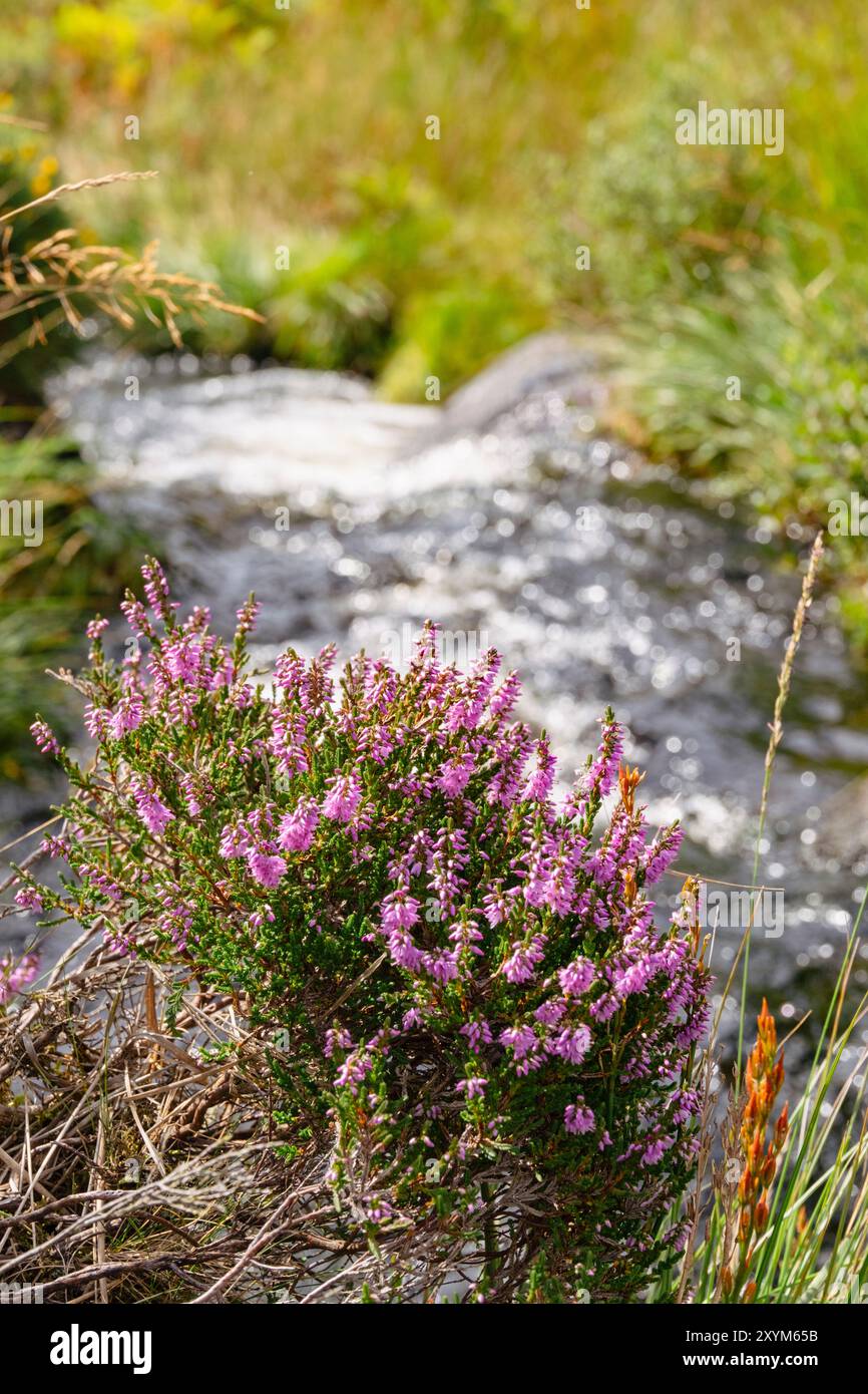 Touffe de bruyère pourpre (Ling) fleurissant par un ruisseau de montagne dans la campagne de Snowdonia. Garndolbenmaen, Porthmadog, Gwynedd, nord du pays de Galles, Royaume-Uni, Grande-Bretagne Banque D'Images