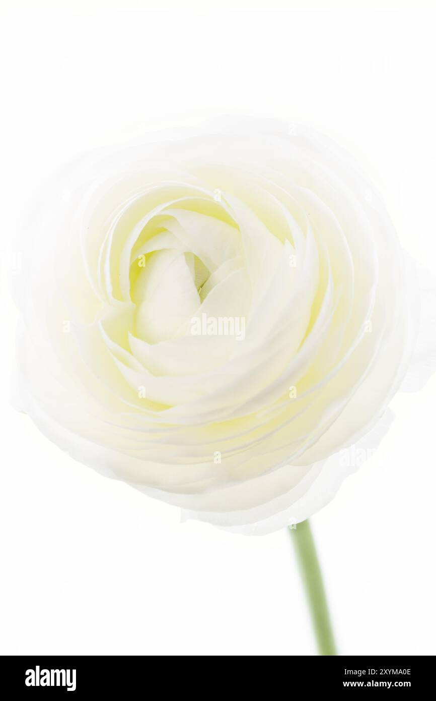 Ranunculus sur fond blanc Banque D'Images