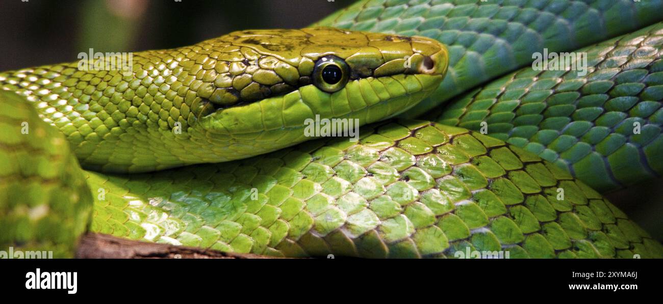 Serpent à tête pointue, également connu sous le nom de serpent à feuilles, habitat Chine, Thaïlande, Vietnam, Philippines et l'archipel indonésien, Asie Banque D'Images