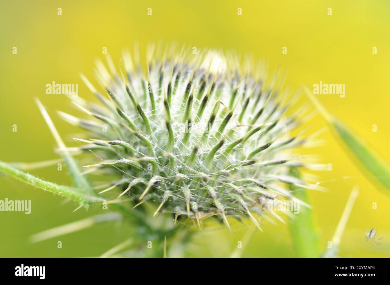 Fleur de chardon, gros plan, chardon, Cirsium eriophorum Banque D'Images