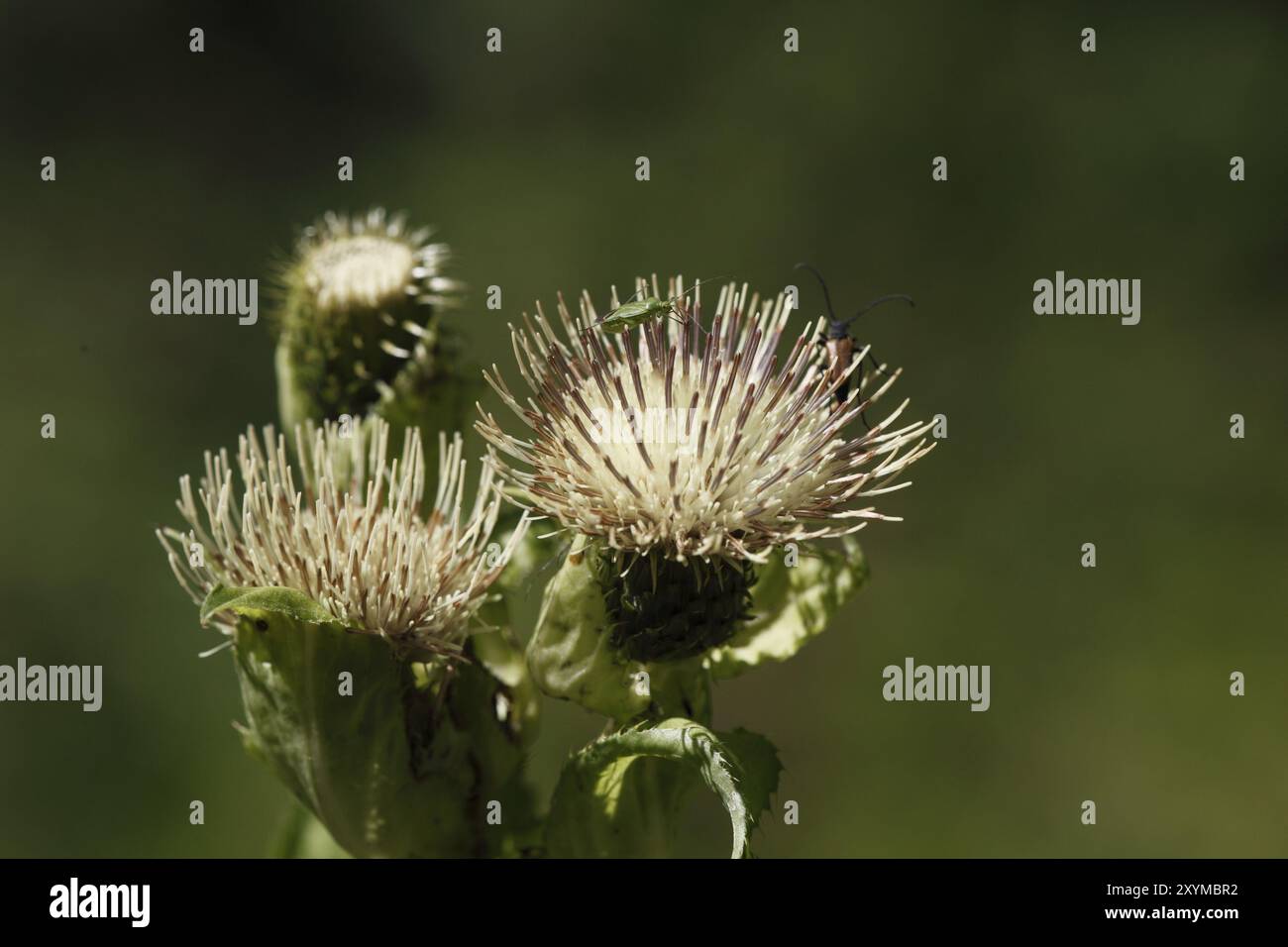 Thistle Cirsium oleraceum chou, Banque D'Images