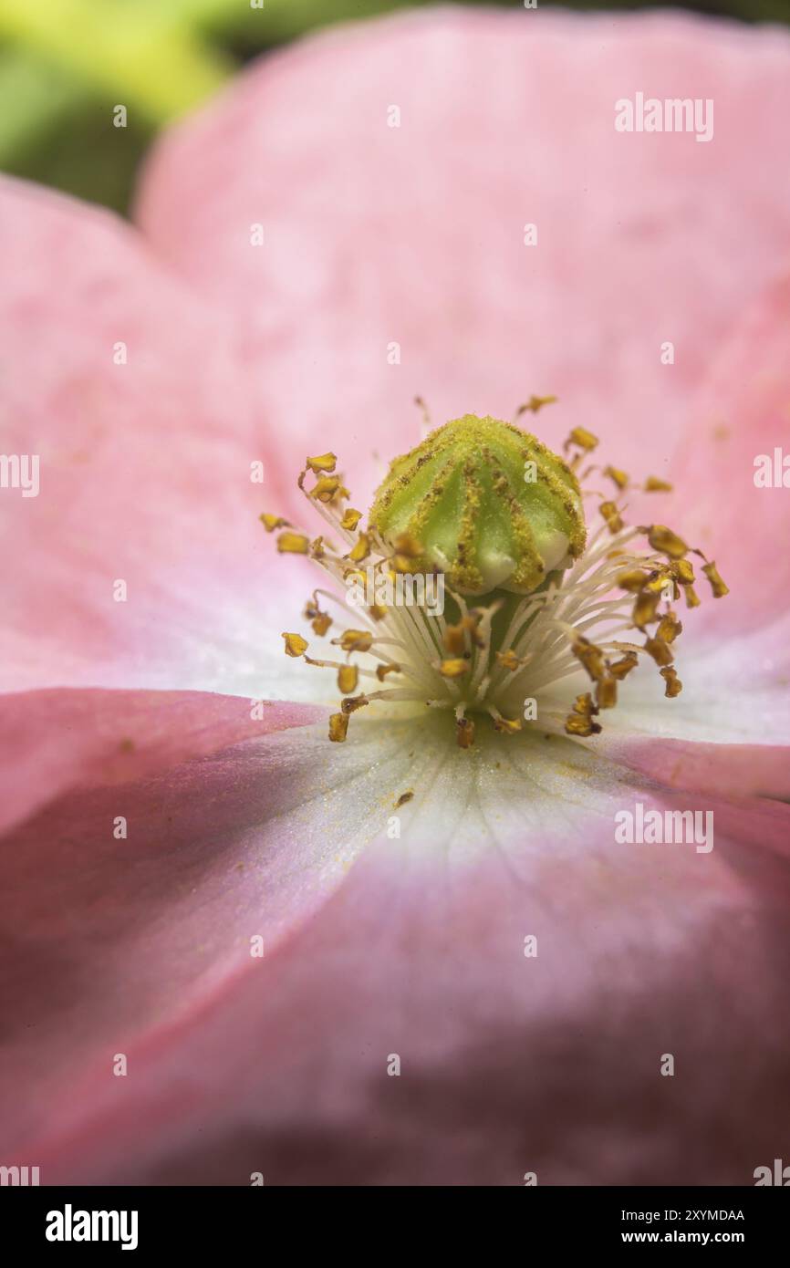 Gros plan d'étamine, stigmate, filament d'une fleur de pavot rose en fleurs Banque D'Images