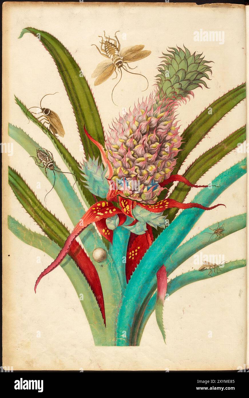 Maria Sybilla Merian. Metamorphosis insectorum Surinamensium, des insectes te change der Surinaamsche. Ananas et blattes. 1705. Banque D'Images