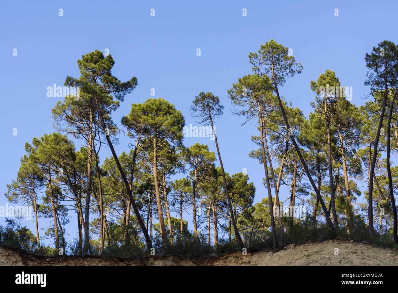 Pinos laricio, pinus nigra Arnold, Ruta del rio Borosa, parque Natural sierras de Cazorla, Segura y Las Villas, Jaen, Andalousie, Espagne, Europe Banque D'Images