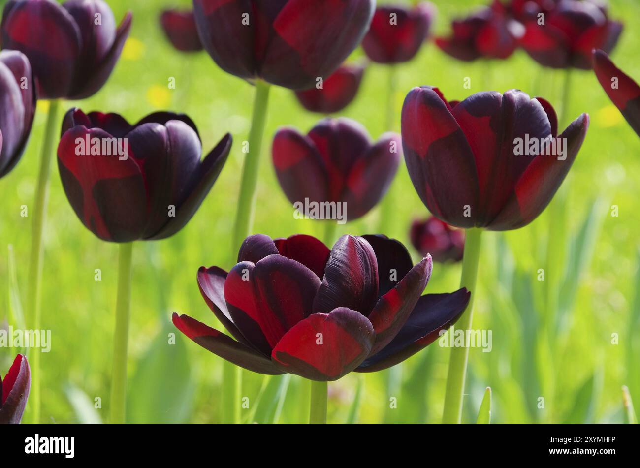 Reine tulipe de la nuit, Reine tulipe de la nuit 01 Banque D'Images