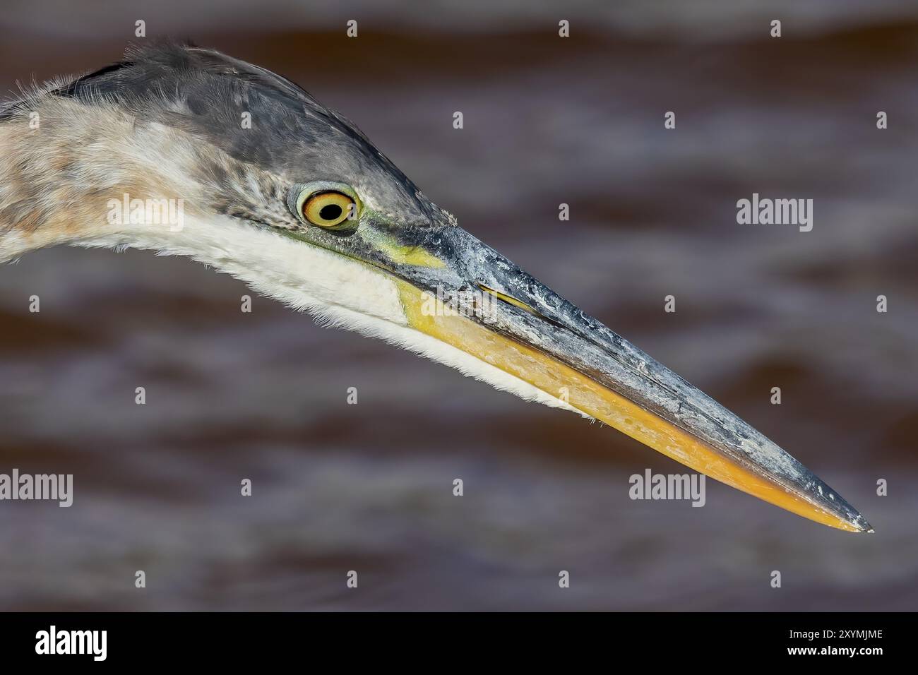 Le grand héron bleu est le plus grand héron américain chassant les petits poissons, insectes, rongeurs, reptiles, petits mammifères, oiseaux et surtout canetons Banque D'Images