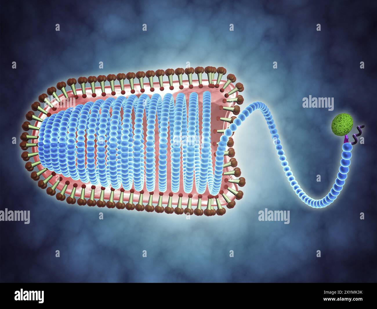 Image conceptuelle du lyssavirus. Le lyssavirus est un genre de virus appartenant à la famille des Rhabdoviridae. Ce groupe de virus à ARN comprend la rage Banque D'Images