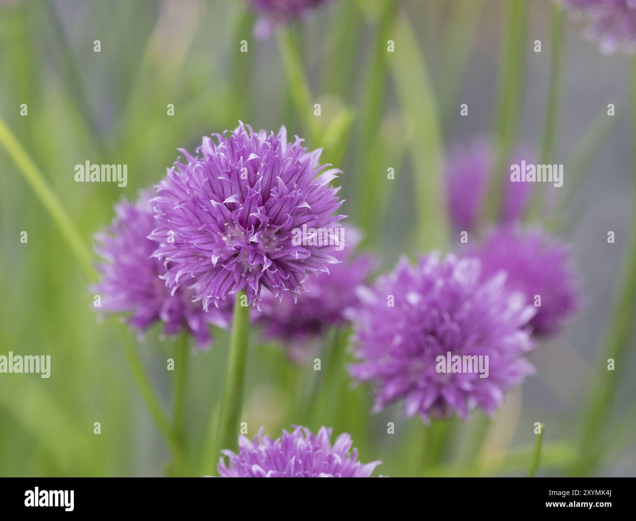 Fleurs de ciboulette dans un jardin Banque D'Images