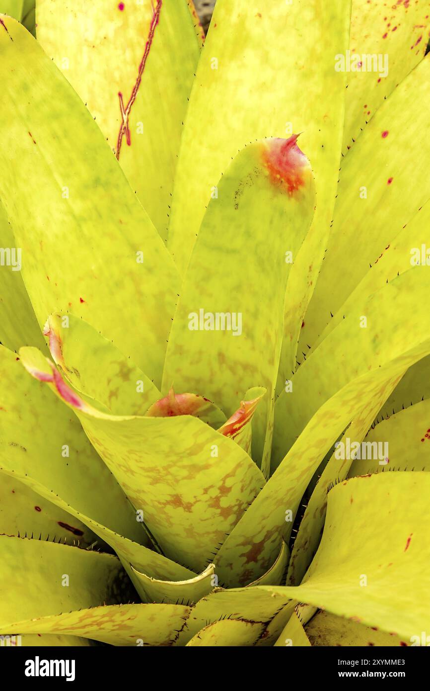 Détail de broméliade verte avec ses couleurs, ses feuilles, ses textures et ses épines Banque D'Images