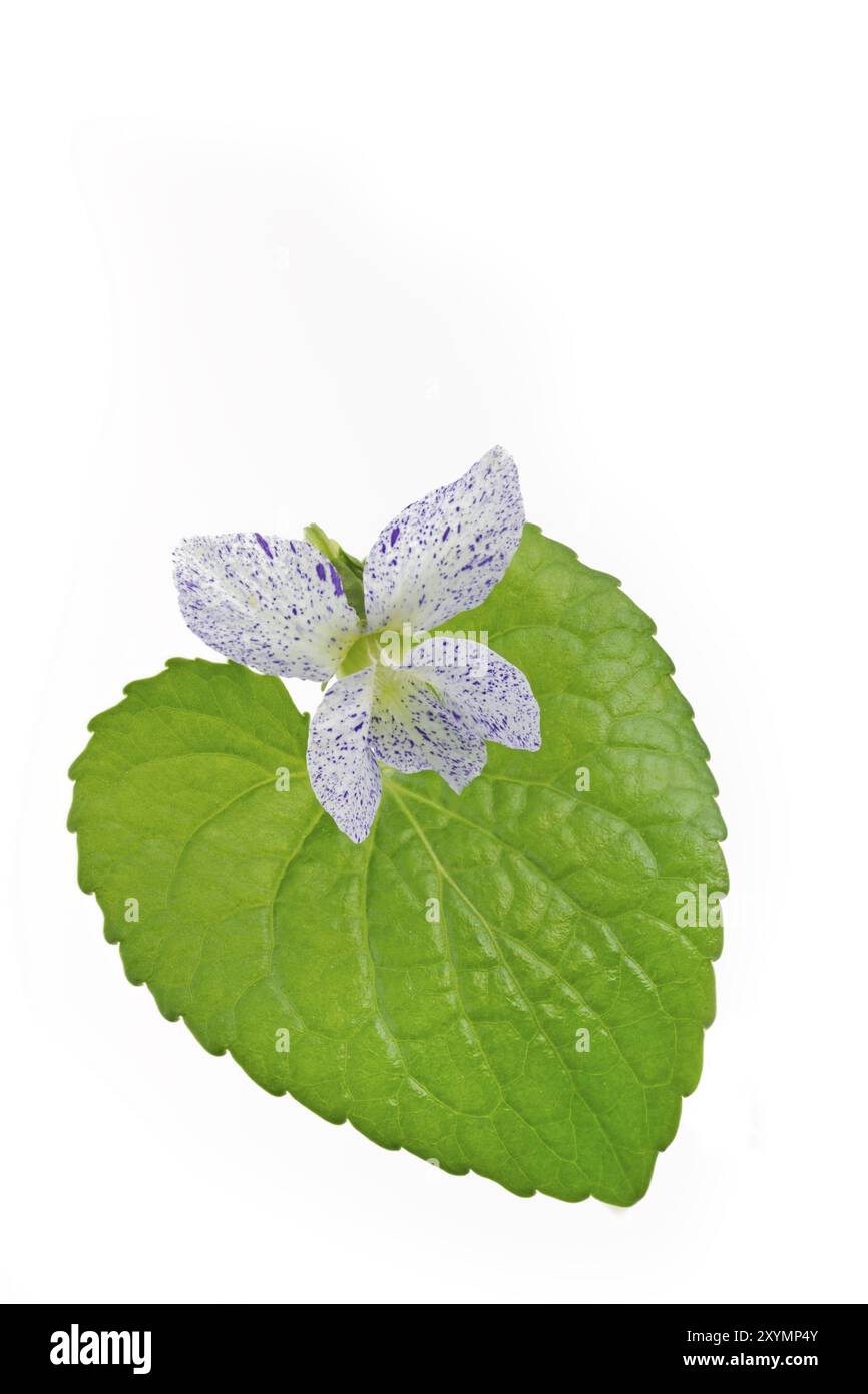 Violet pivoine (Viola sororia) sur fond blanc Banque D'Images