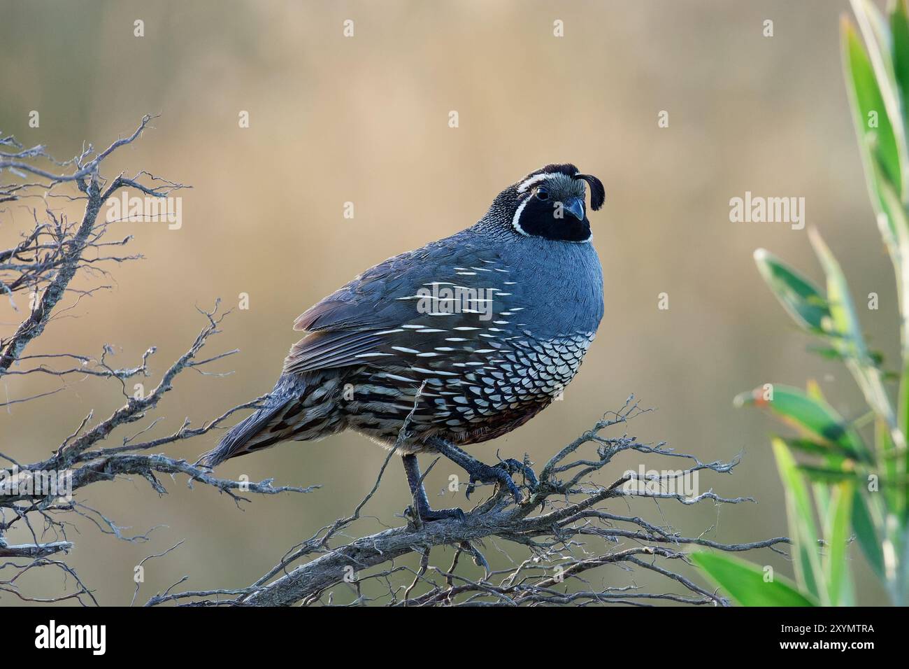Caille californienne perchée sur Branch Banque D'Images