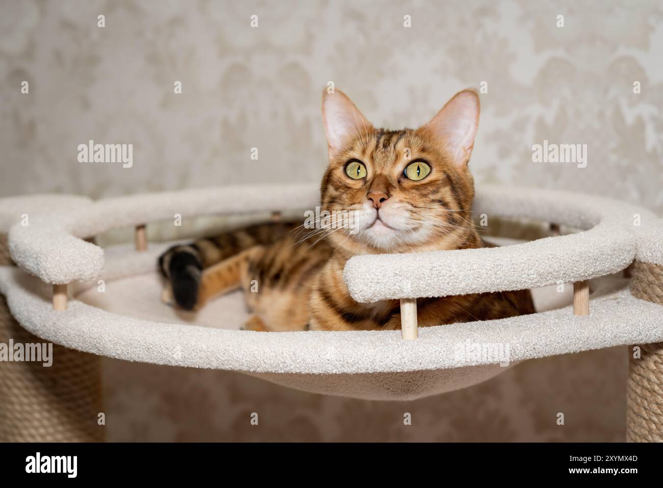 Chat court du Bengale couché dans un lit d'arbre. Chat et meubles pour chat. Banque D'Images