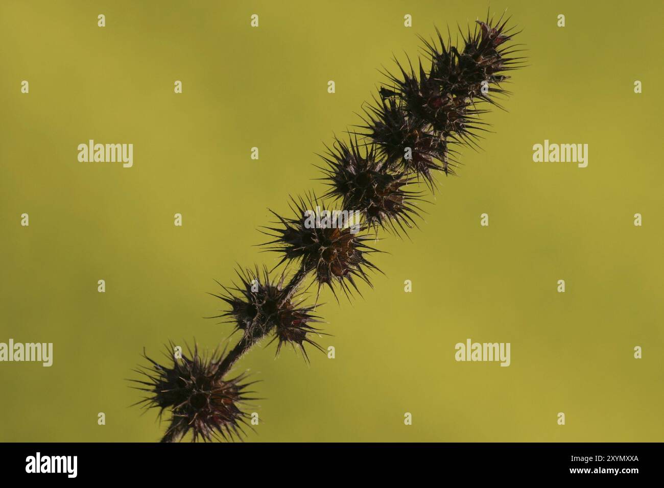 Plante épineuse Banque D'Images