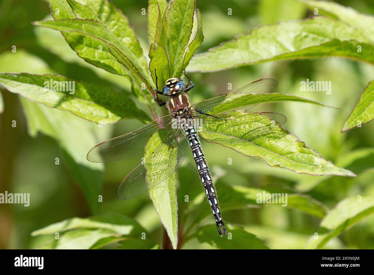 Libellule poilue ou Hairy Hawker ou Spring Hawker mâle - Brachytron pratense Banque D'Images