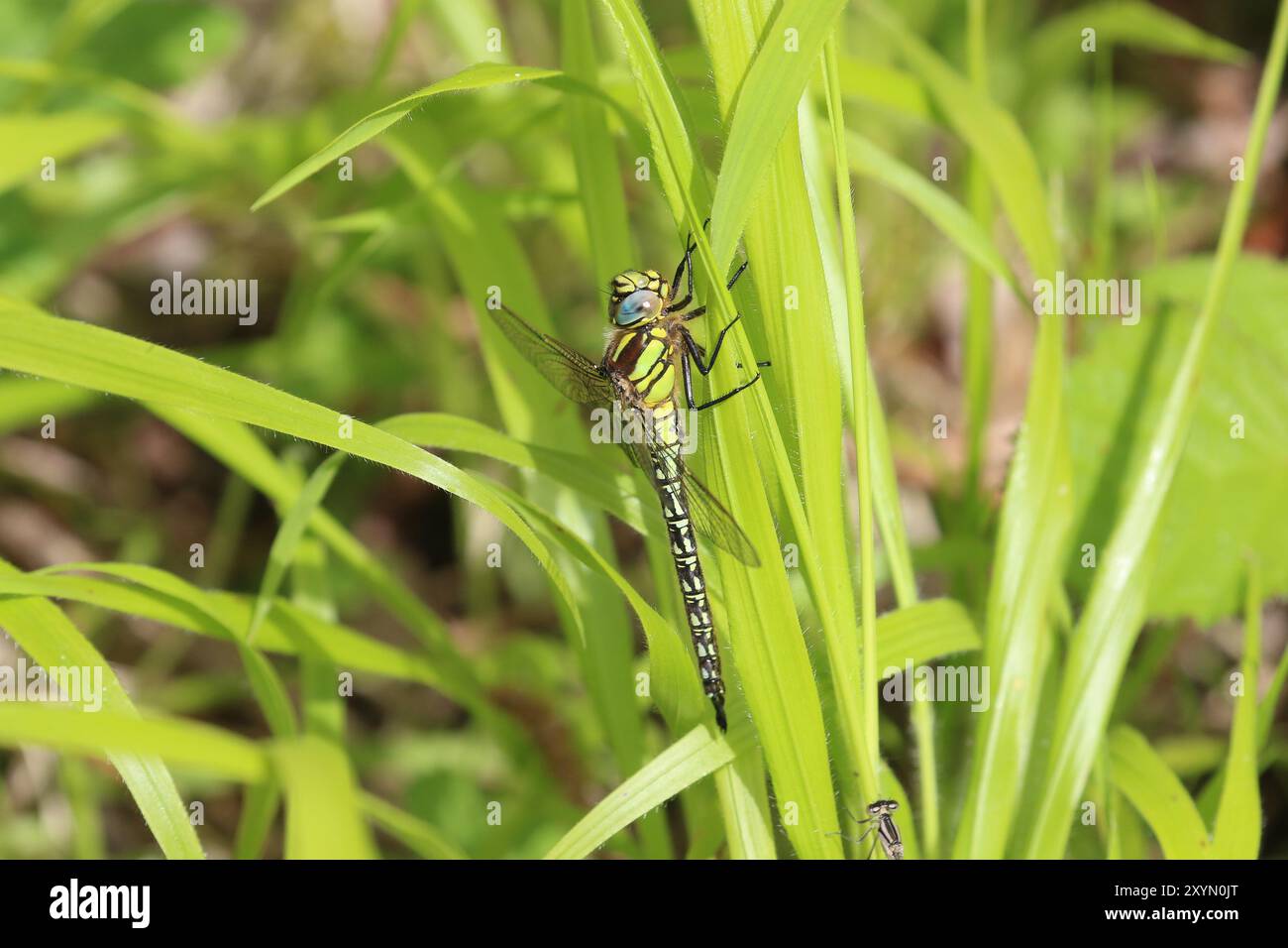 Vue latérale de Hairy Dragonfly ou Hairy Hawker ou Spring Hawker mâle - Brachytron pratense Banque D'Images