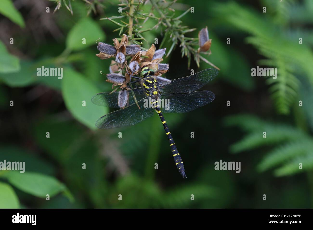 Mâle libellule à anneaux dorés - Cordulegaster boltonii Banque D'Images