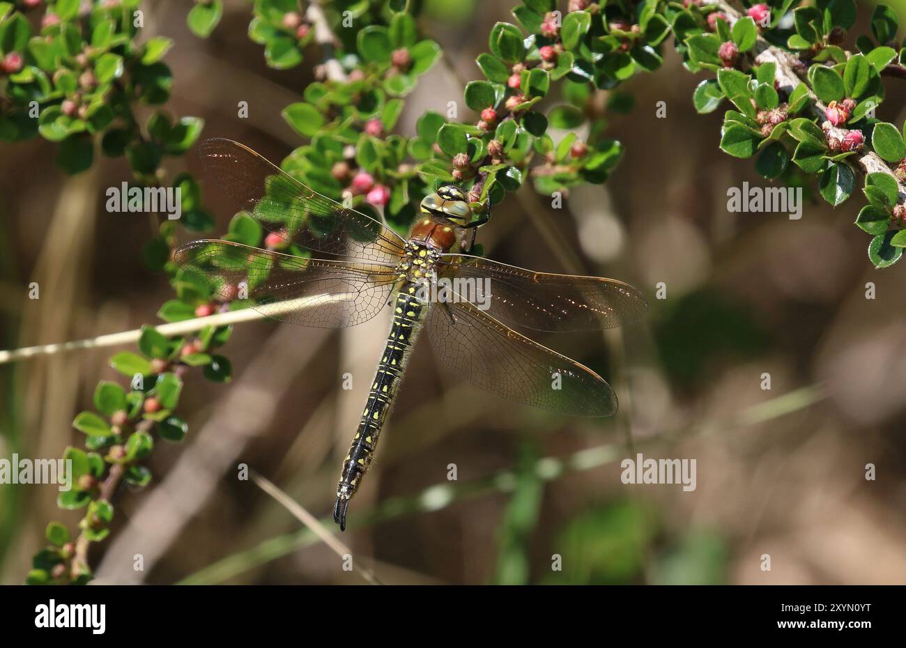 Pileux Dragonfly ou Hairy Hawker ou Spring Hawker femelle - Brachytron pratense Banque D'Images