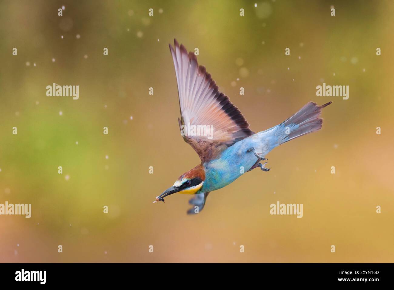 Mangeur d'abeilles européen (Merops apiaster), en vol avec proie dans le bec, vue de côté, Italie, Toscane Banque D'Images
