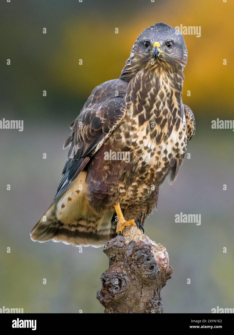 Buzzard eurasien, buzzard commun (Buteo buteo), perché sur un belvédère, vue de face, Italie, Toscane Banque D'Images