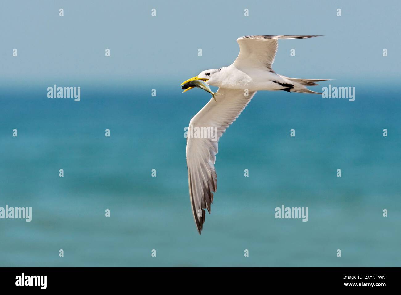 Sterne à crête supérieure (Thalasseus bergii, Sterna bergii), mouches juvéniles sur la plage, Oman, Al Qurm Banque D'Images